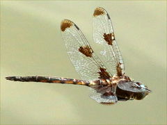 (Prince Baskettail) male cruising