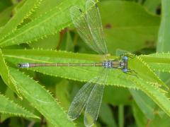 (Emerald Spreadwing) male