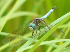 (Blue Dasher) male