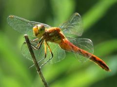 (Saffron-winged Meadowhawk) female