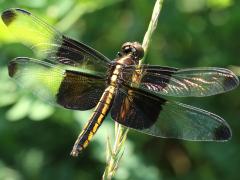 (Widow Skimmer) female