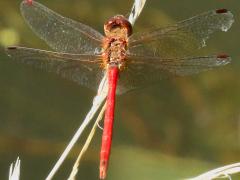 (Autumn Meadowhawk) male