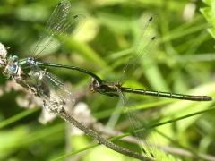 (Emerald Spreadwing) tandem