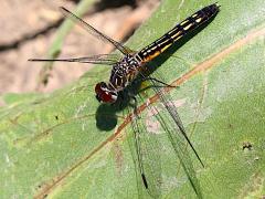 (Blue Dasher) female