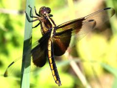 (Widow Skimmer) female