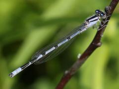 (Familiar Bluet) male