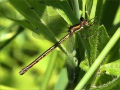 (Spotted Spreadwing) female