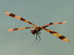 (Halloween Pennant) male flying