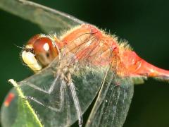 (White-faced Meadowhawk) male head