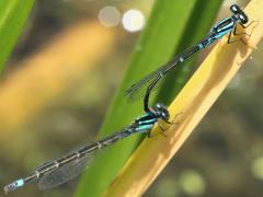 (Skimming Bluet) tandem