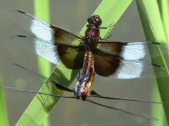 (Widow Skimmer) mating wheel