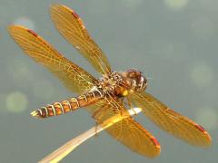 (Eastern Amberwing) male