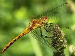 (White-faced Meadowhawk) female