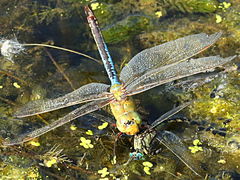 (Common Green Darner) male fighting male Unicorn Clubtail