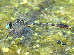 (Unicorn Clubtail) male