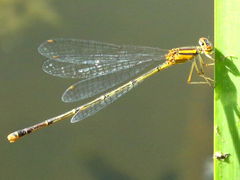 (Orange Bluet) female