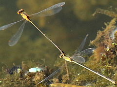 (Orange Bluet) flying tandem