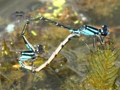 (Skimming Bluet) mating wheel