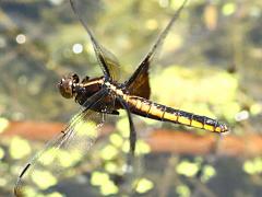 (Widow Skimmer) female flying