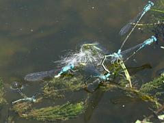 (Skimming Bluet) ovipositing immersed