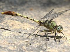 (Jade Clubtail) male frontal