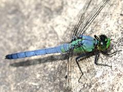 (Eastern Pondhawk) male