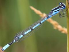 (Familiar Bluet) male