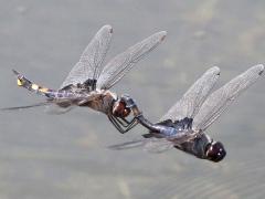 (Black Saddlebags) flying tandem dorsal