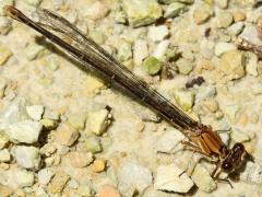 (Powdered Dancer) female brown form