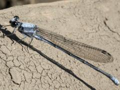 (Powdered Dancer) male pruinose