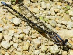 (Powdered Dancer) male teneral