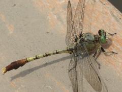 (Jade Clubtail) male