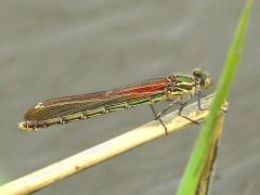 (American Rubyspot) female