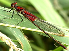 (American Rubyspot) male