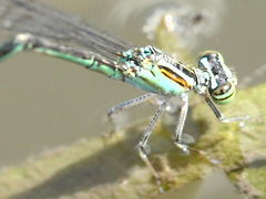 (Stream Bluet) female femur