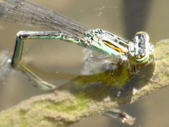 (Stream Bluet) female oviposits