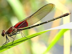 (American Rubyspot) male