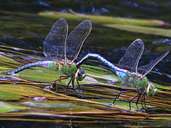 (Common Green Darner) tandem ovipositing