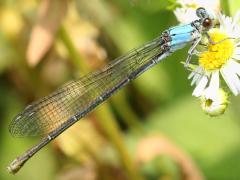 (Powdered Dancer) female blue form