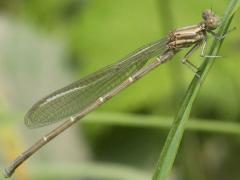 (Powdered Dancer) female teneral