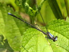 (Powdered Dancer) male teneral flying