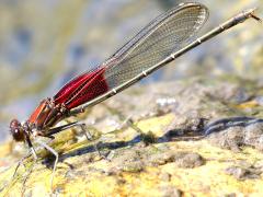 (American Rubyspot) male