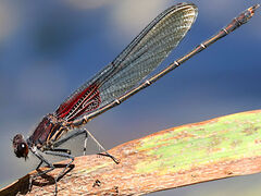 (American Rubyspot) male perching on Giant Bur-Reed