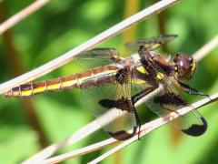 (Twelve-spotted Skimmer) female