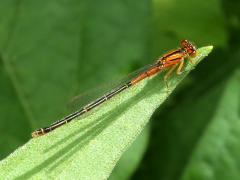 (Eastern Forktail) female teneral