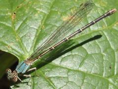 (Blue-fronted Dancer) female blue form