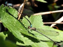 (Blue-fronted Dancer) tandem