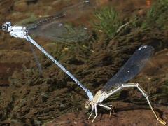 (Powdered Dancer) ovipositing