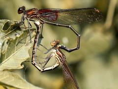 (American Rubyspot) mating wheel