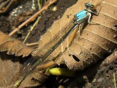 (Powdered Dancer) female blue form